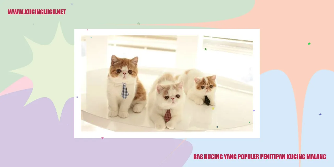 Ras Kucing yang Terkenal di Penitipan Kucing Malang