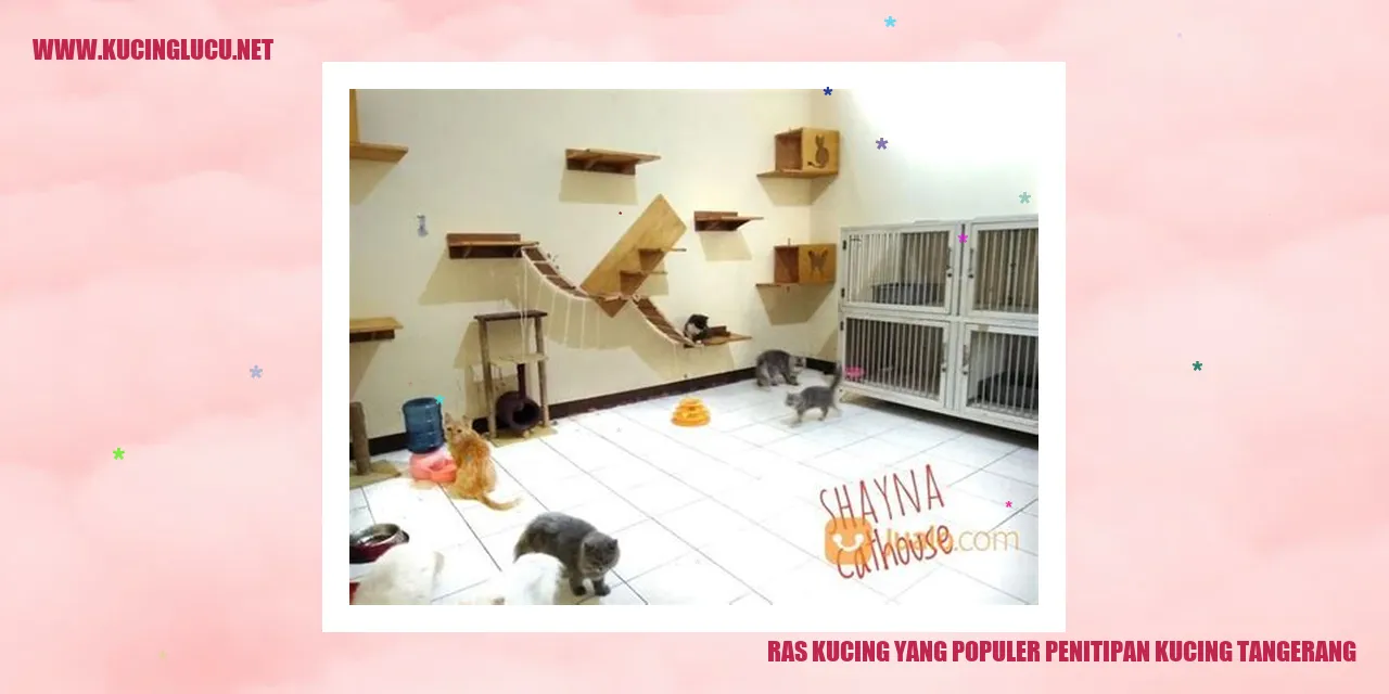 Ras Kucing yang Populer di Penitipan Kucing Tangerang