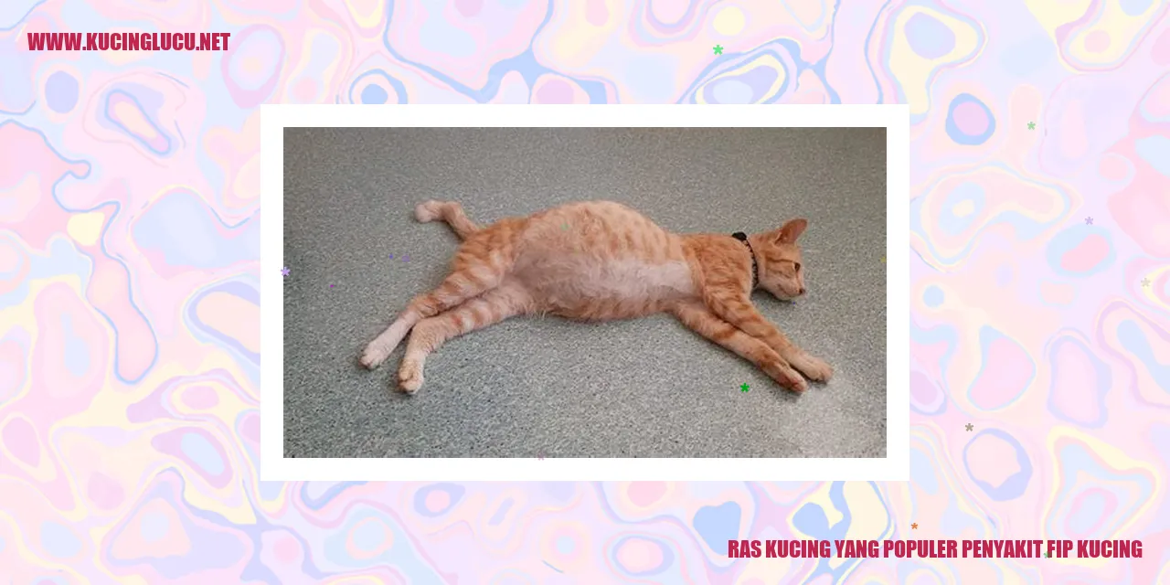 Ras Kucing yang Populer penyakit fip kucing