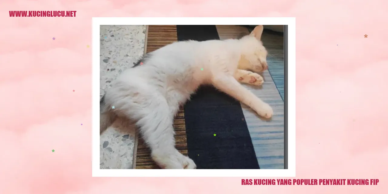 Ras Kucing yang Terkenal dengan Penyakit FIP