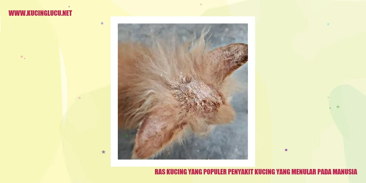 Ras Kucing yang Populer penyakit kucing yang menular pada manusia
