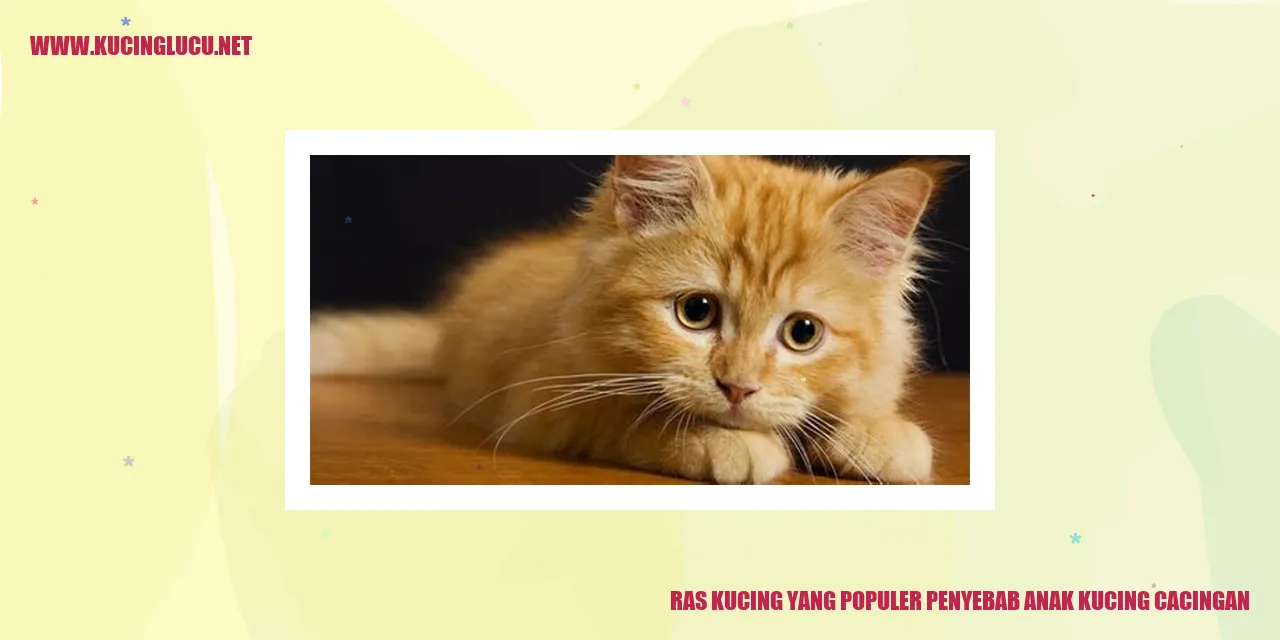 Ras Kucing yang Populer penyebab anak kucing cacingan