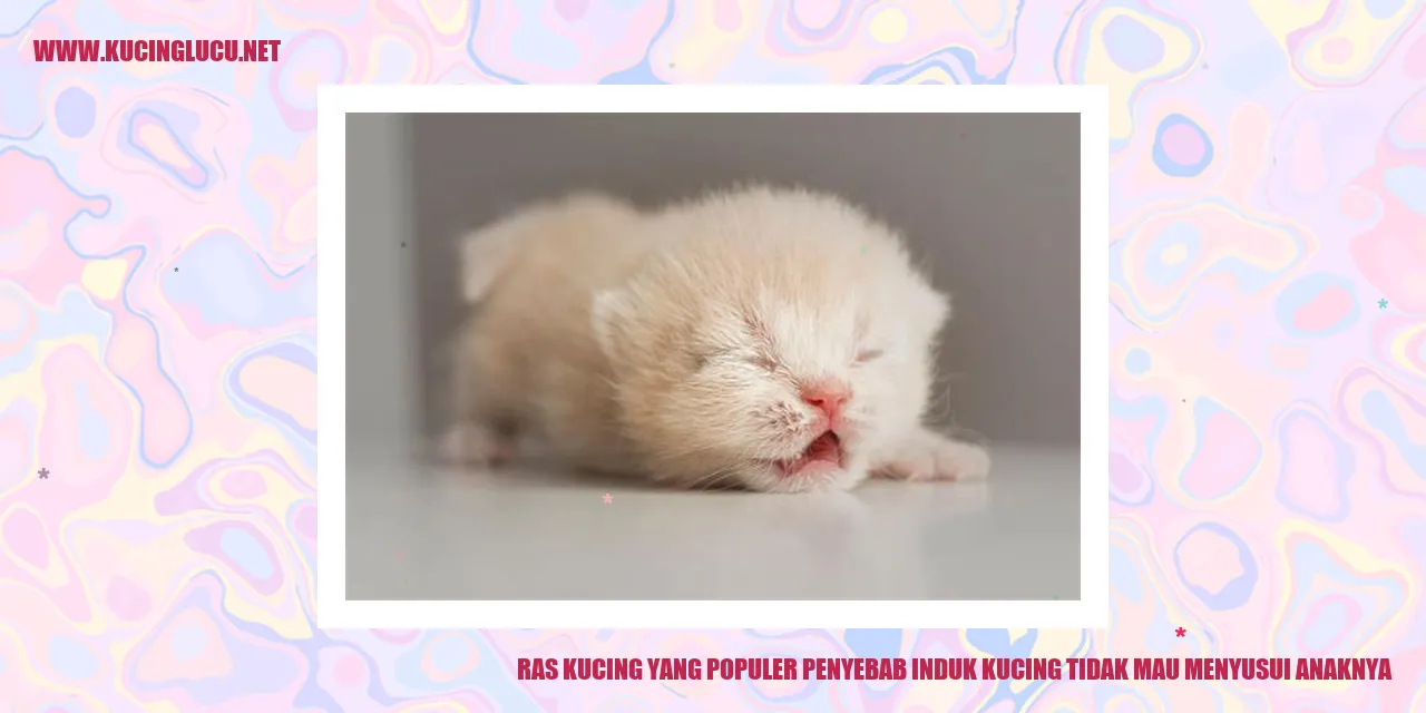 Gambar Kucing Menyusui