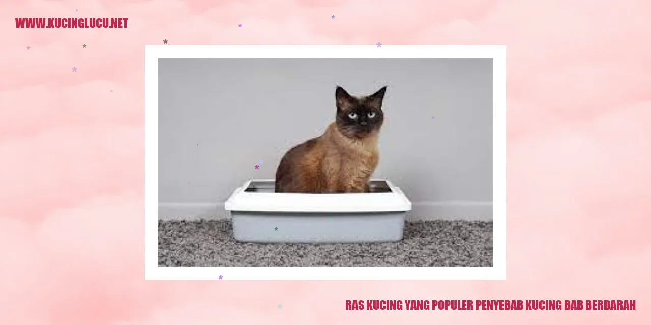 Ras Kucing yang Populer penyebab kucing bab berdarah
