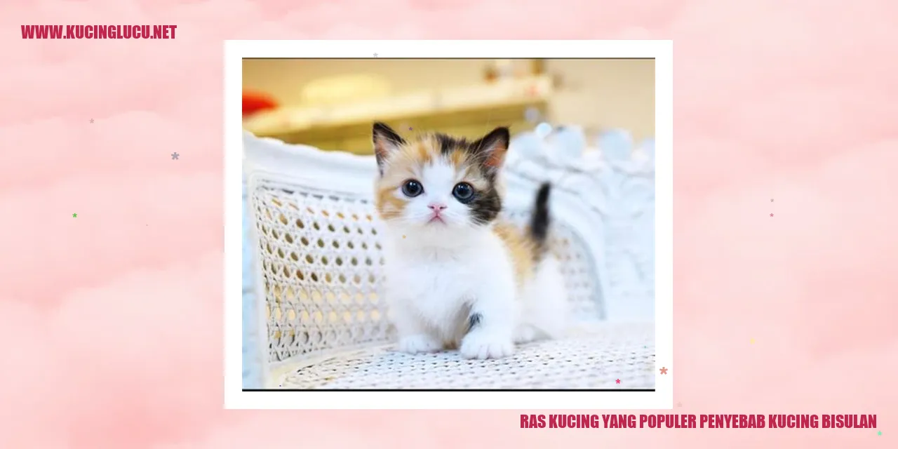 Ras Kucing yang Populer penyebab kucing bisulan