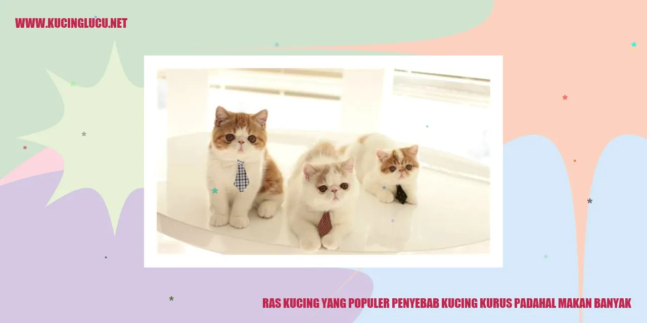Kucing Kurus Padahal Makan Banyak