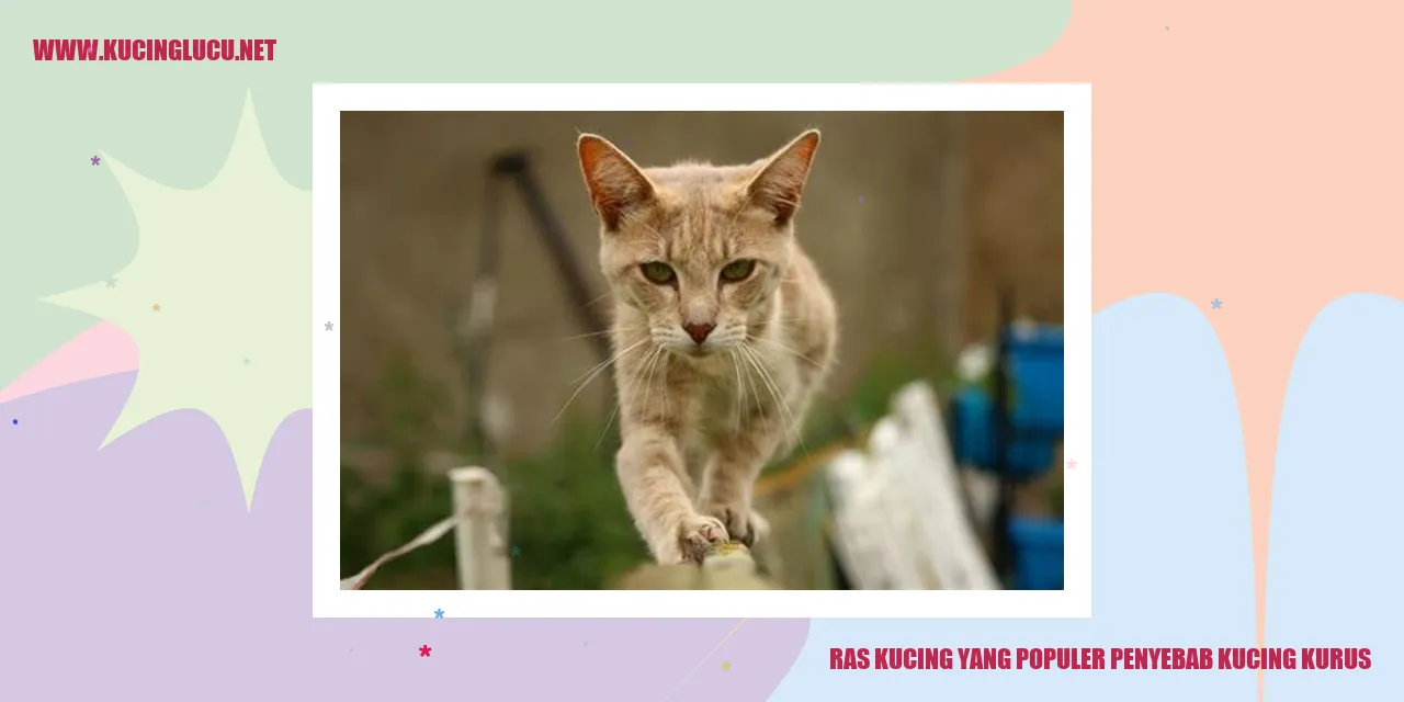 Ras Kucing yang Populer penyebab kucing kurus