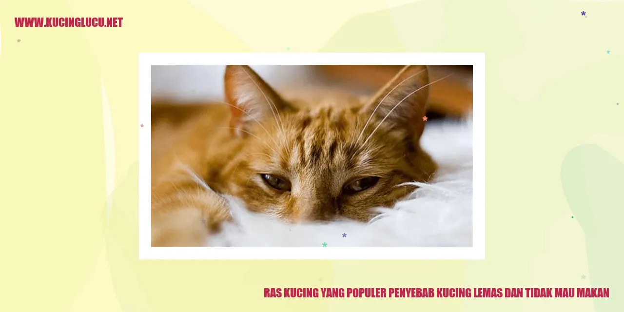 Ras Kucing yang Populer Penyebab Kucing Lemas dan Tidak Mau Makan
