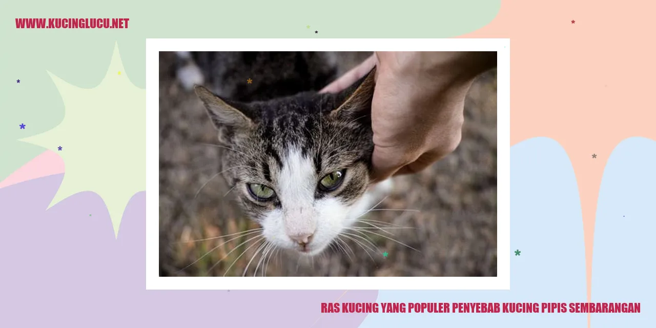 Kucing Buang Air kecil Sembarangan
