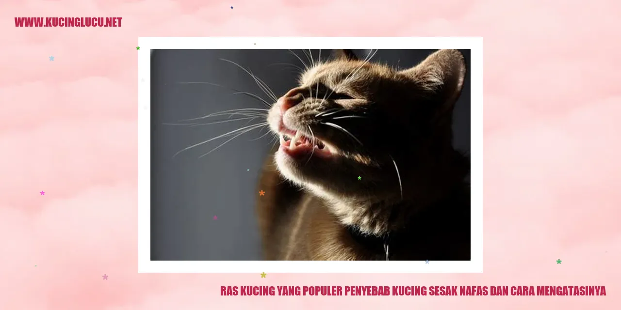 gambar ras kucing yang populer