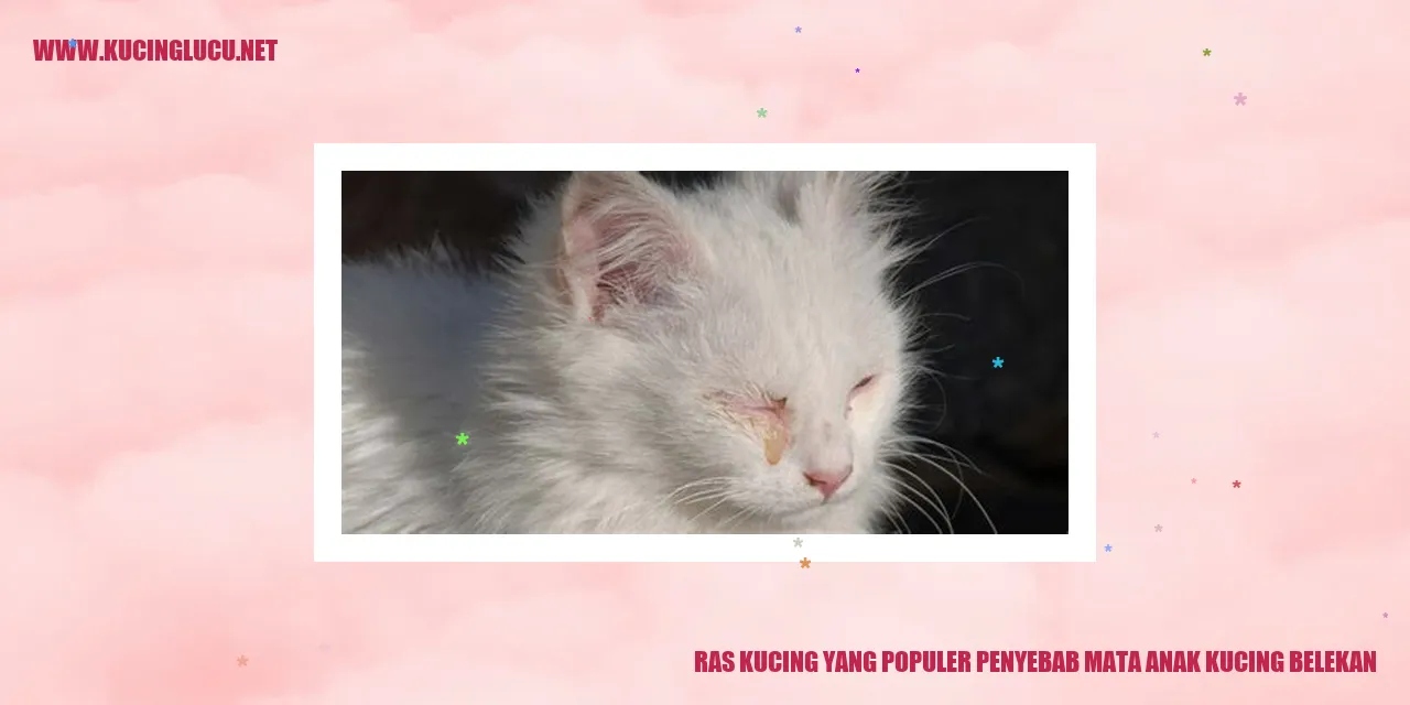 kucing belekan