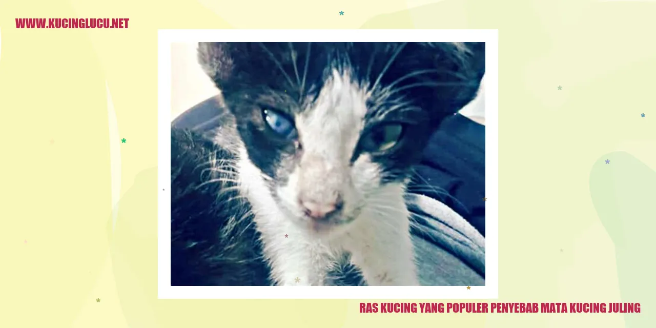 Ras Kucing yang Populer Penyebab Mata Kucing Juling