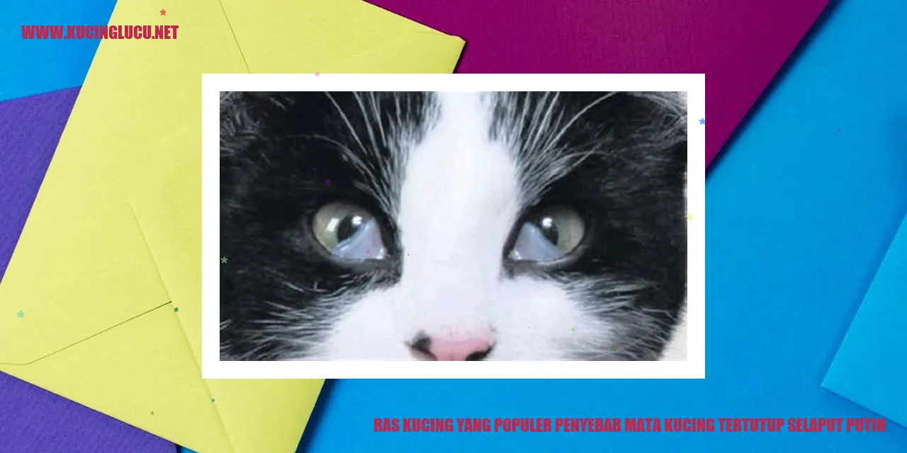 Kucing dengan mata tertutup selaput putih