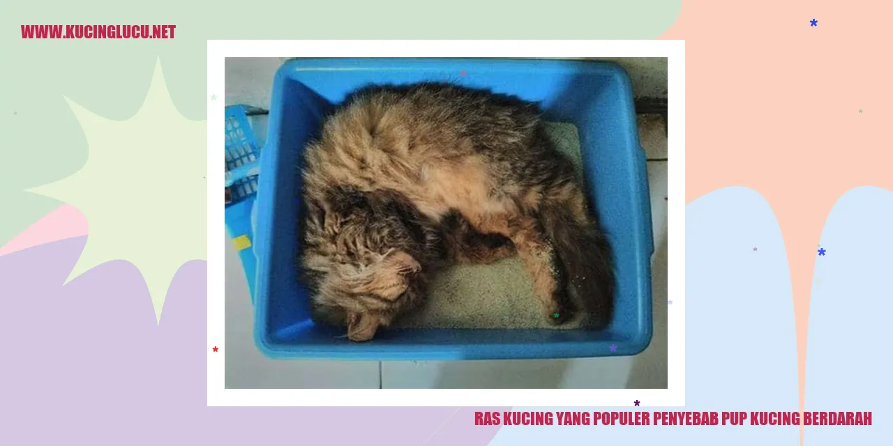 Ras Kucing yang Populer penyebab pup kucing berdarah