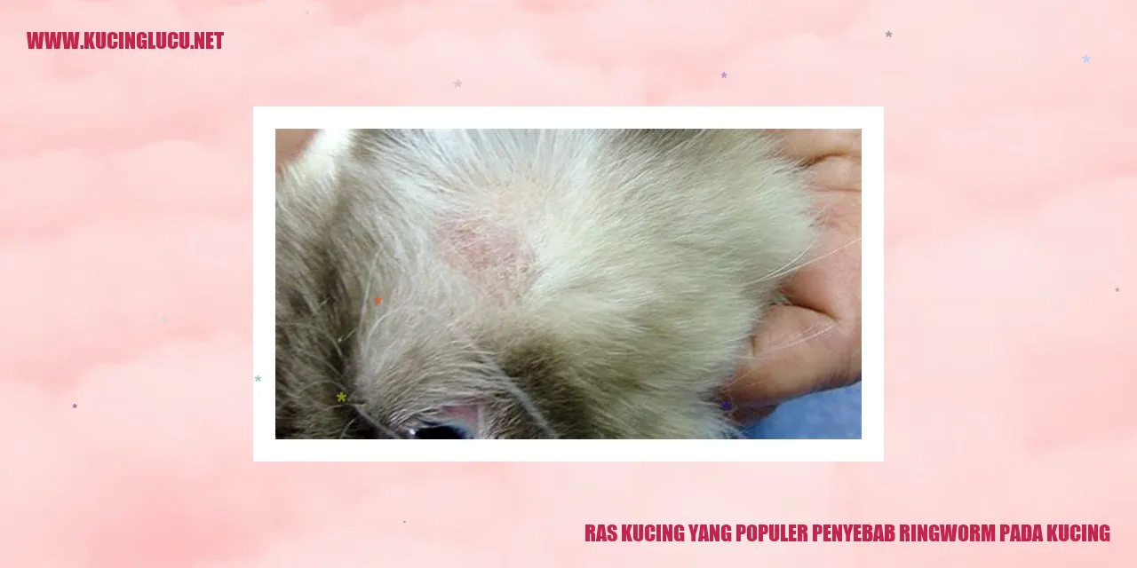 Ras Kucing yang Populer Penyebab Ringworm pada Kucing