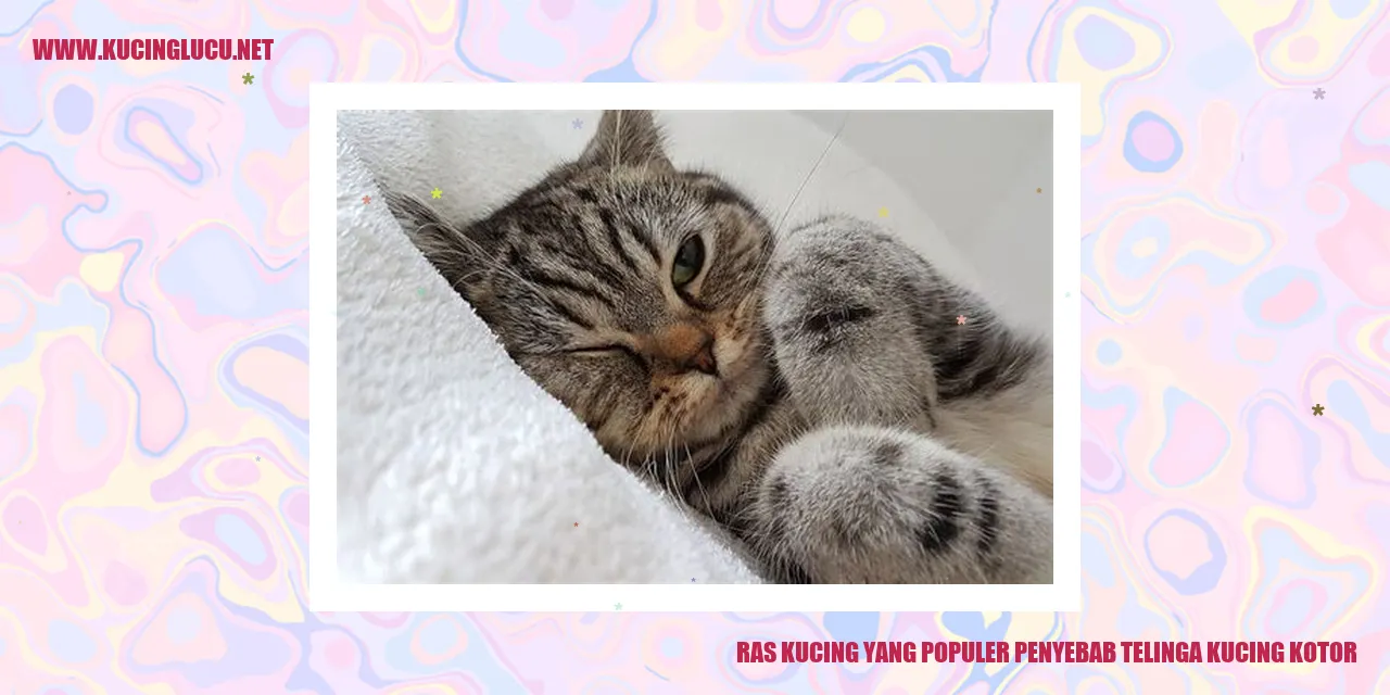 Ras Kucing yang Populer penyebab telinga kucing kotor
