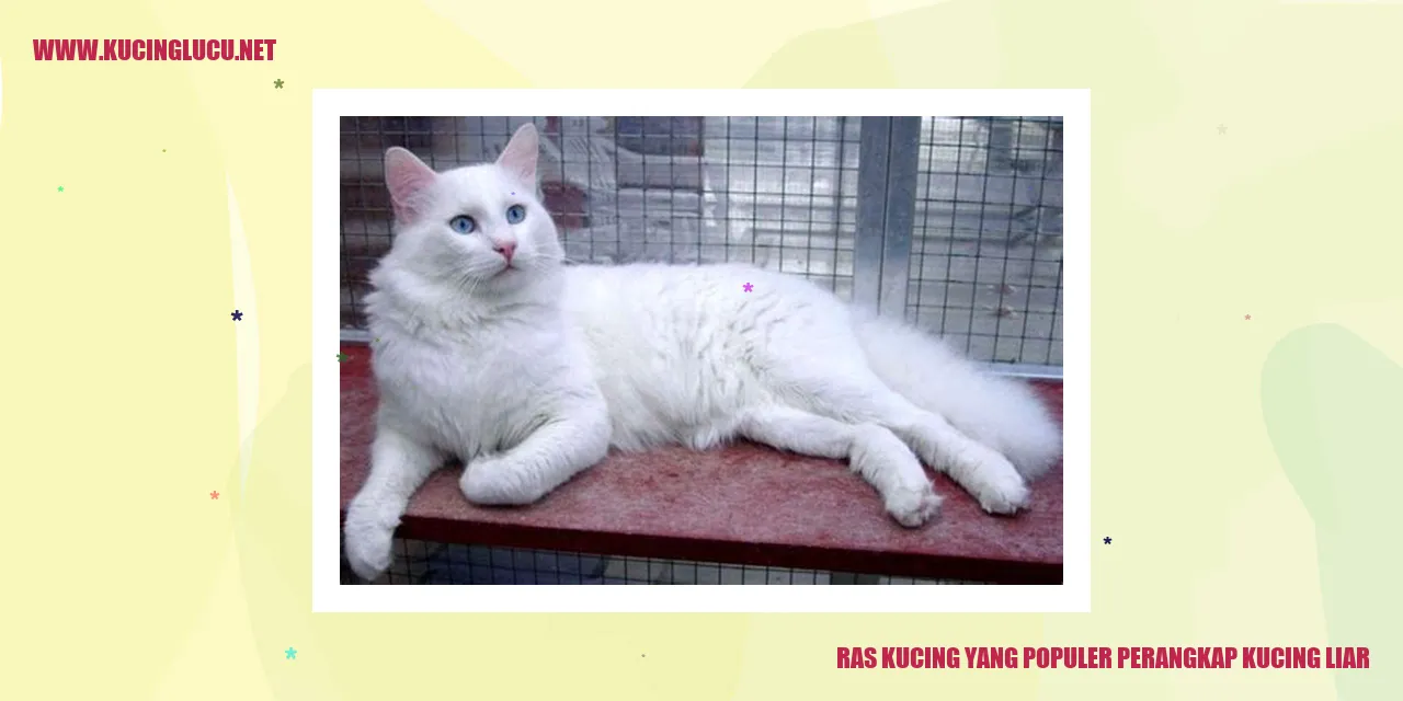 Kucing Liar