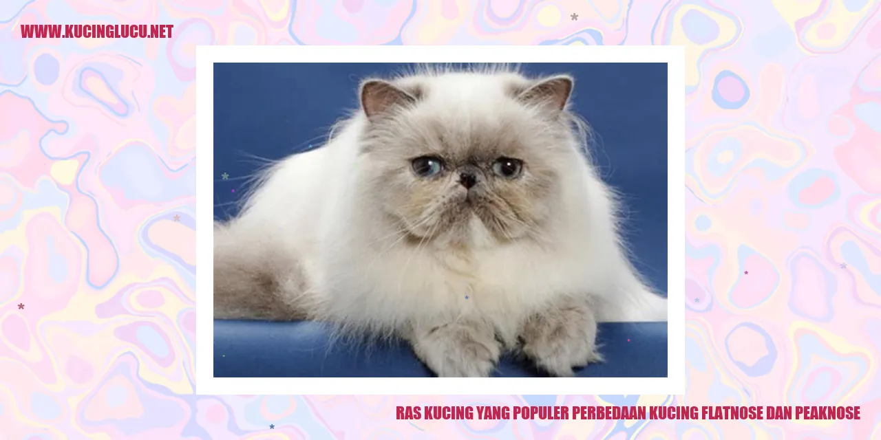 Gambar Kucing Flatnose dan Peaknose