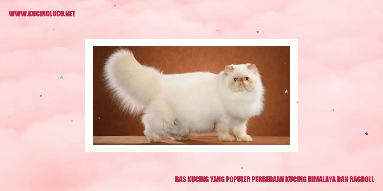 Gambar Kucing Himalaya dan Ragdoll