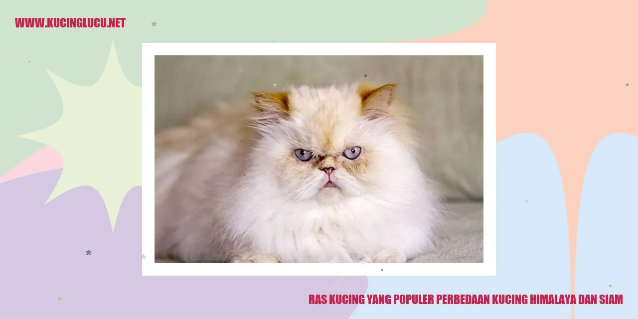 Gambar Kucing Himalaya dan Siam