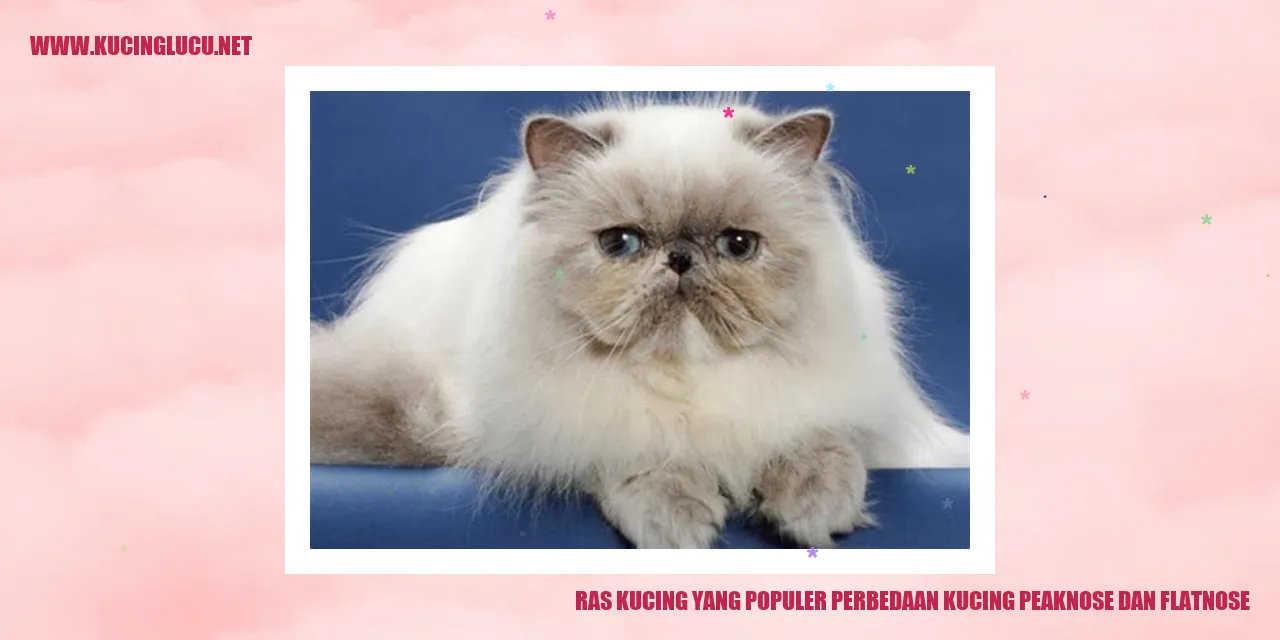 Gambar Kucing Peaknose dan Flatnose
