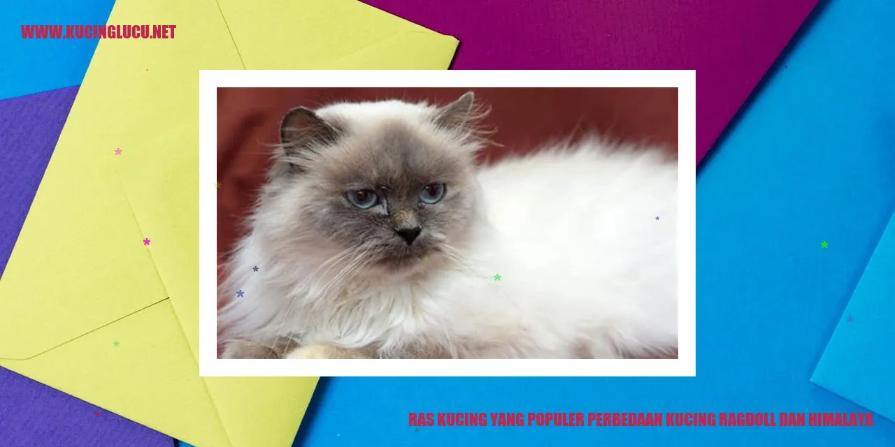 Gambar kucing ragdoll dan himalaya
