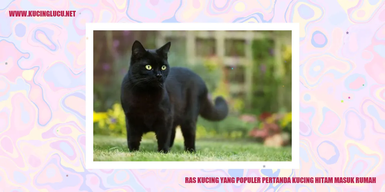 Ras Kucing yang Populer pertanda kucing hitam masuk rumah
