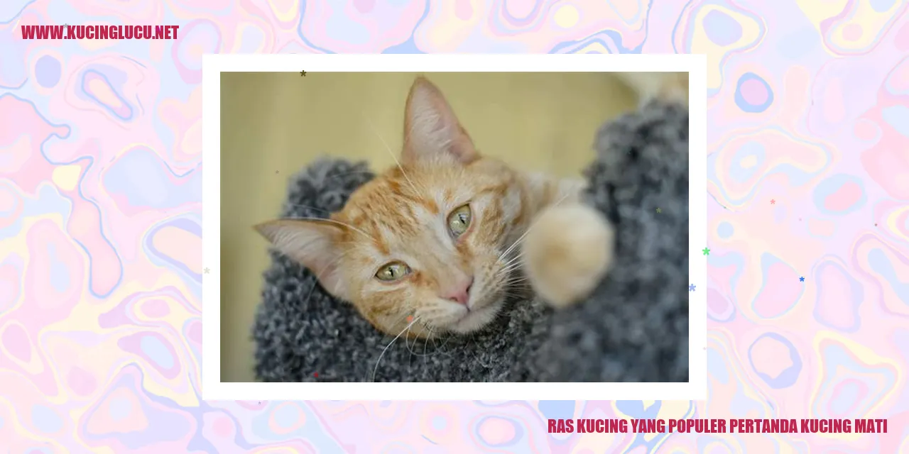 Ras Kucing yang Populer pertanda kucing mati