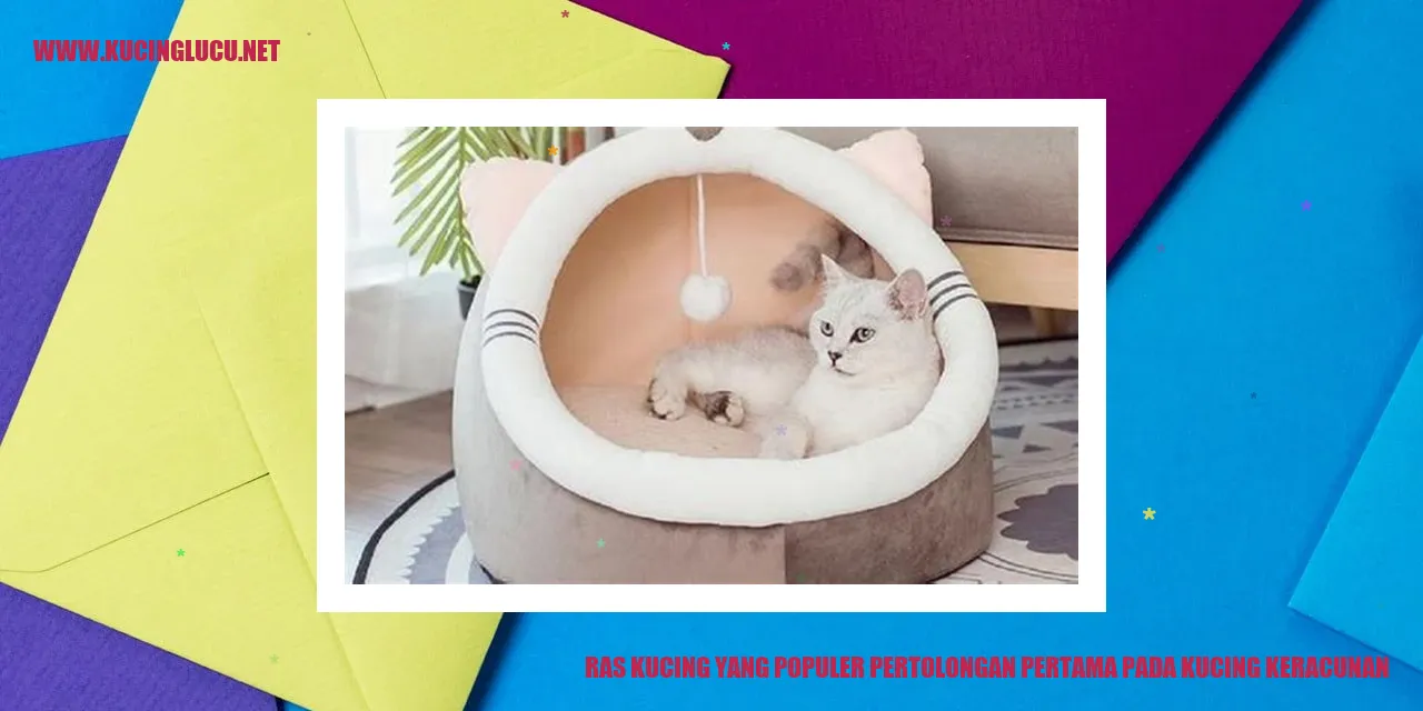 Ras Kucing yang Populer pertolongan pertama pada kucing keracunan