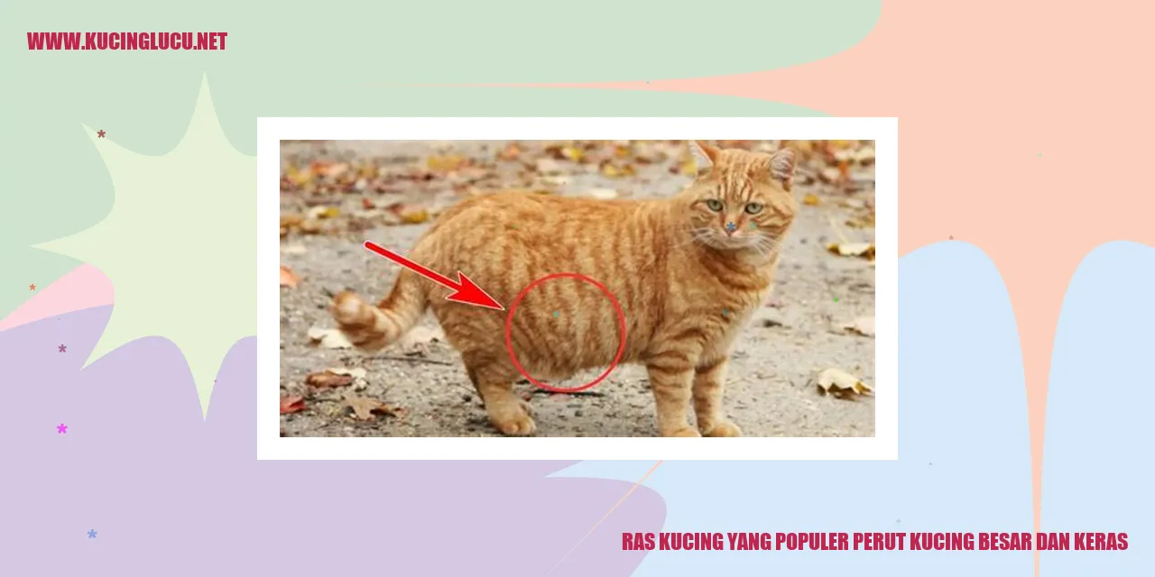 Kucing dengan perut besar dan keras