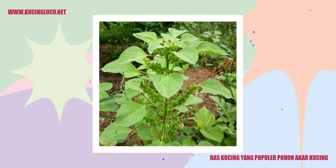 Ras Kucing yang Terkenal dari Pohon Akar Kucing