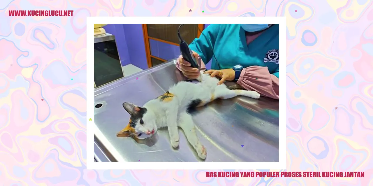 Gambar Ras Kucing yang Populer proses steril kucing jantan