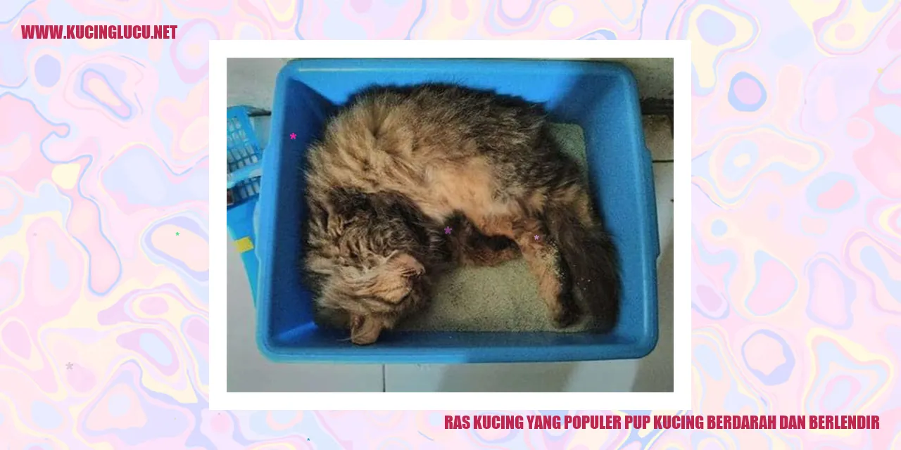 Kucing dengan masalah pup berdarah dan berlendir