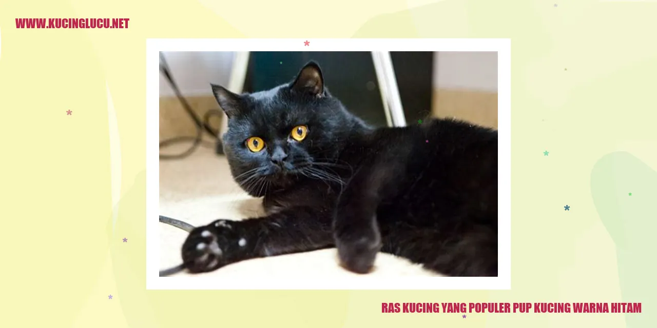 Kucing Warna Hitam