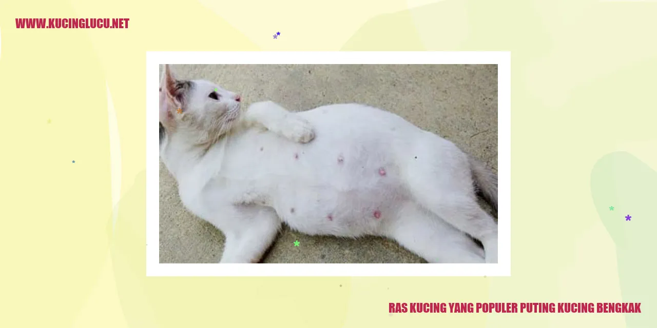 Ras kucing dengan puting kucing bengkak