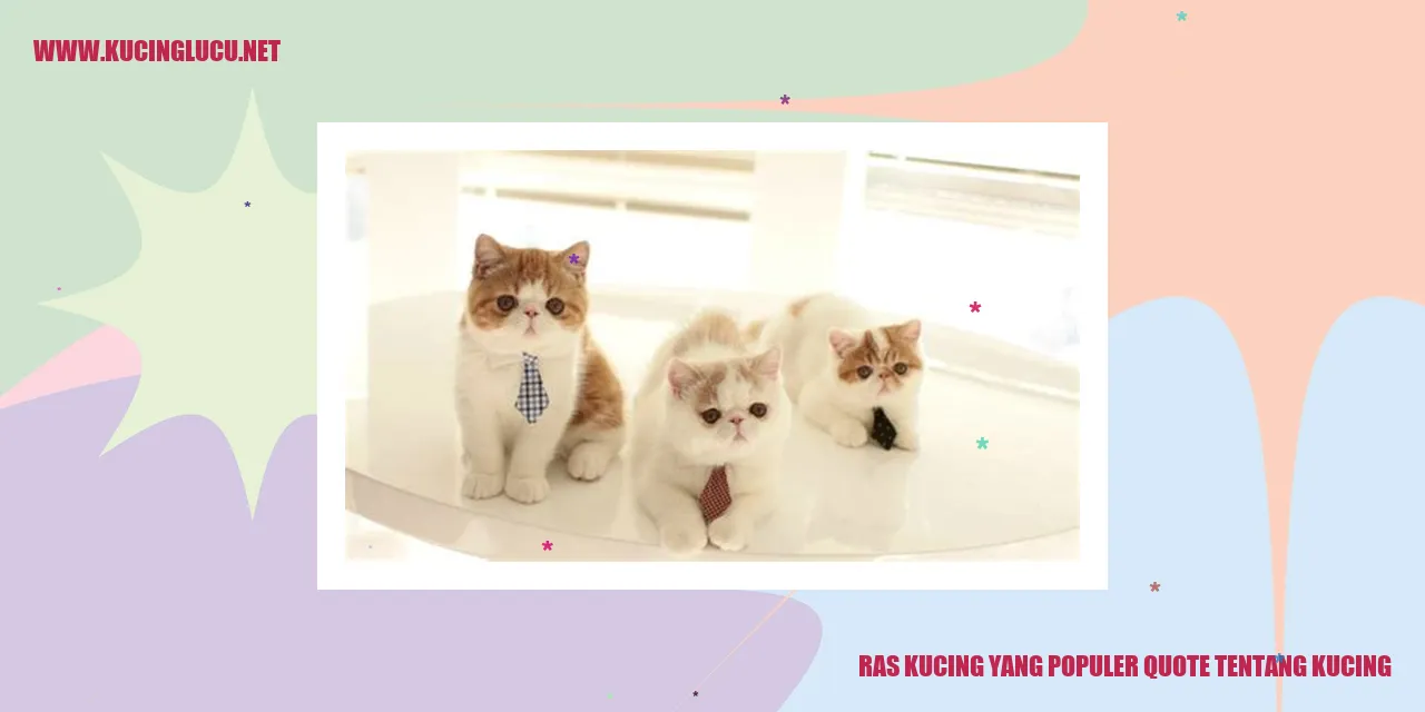 gambar kucing lucu