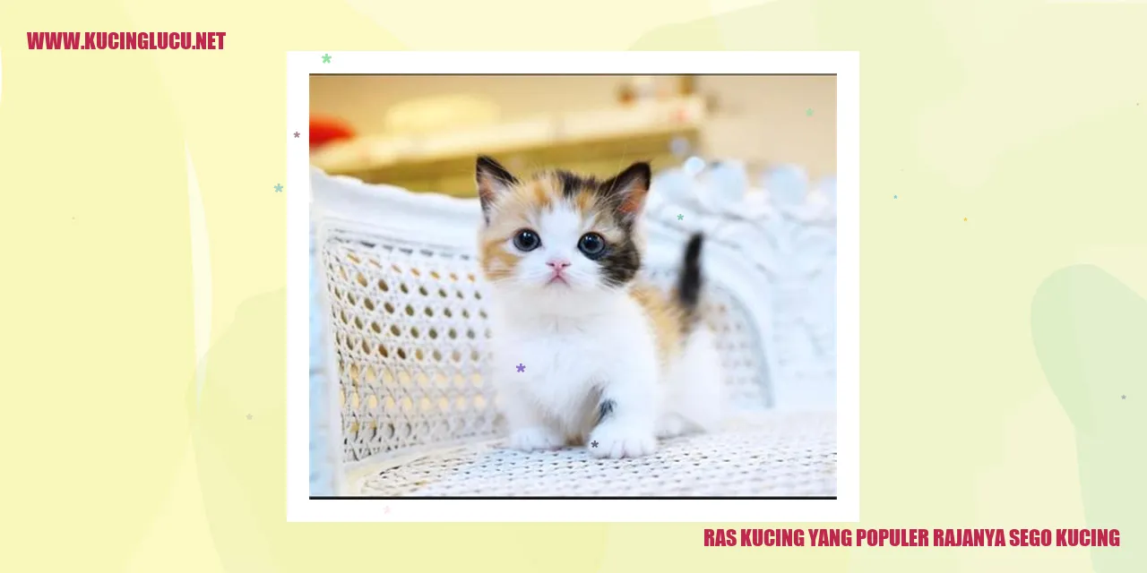 Ras Kucing yang Terkenal Adalah Sego Kucing