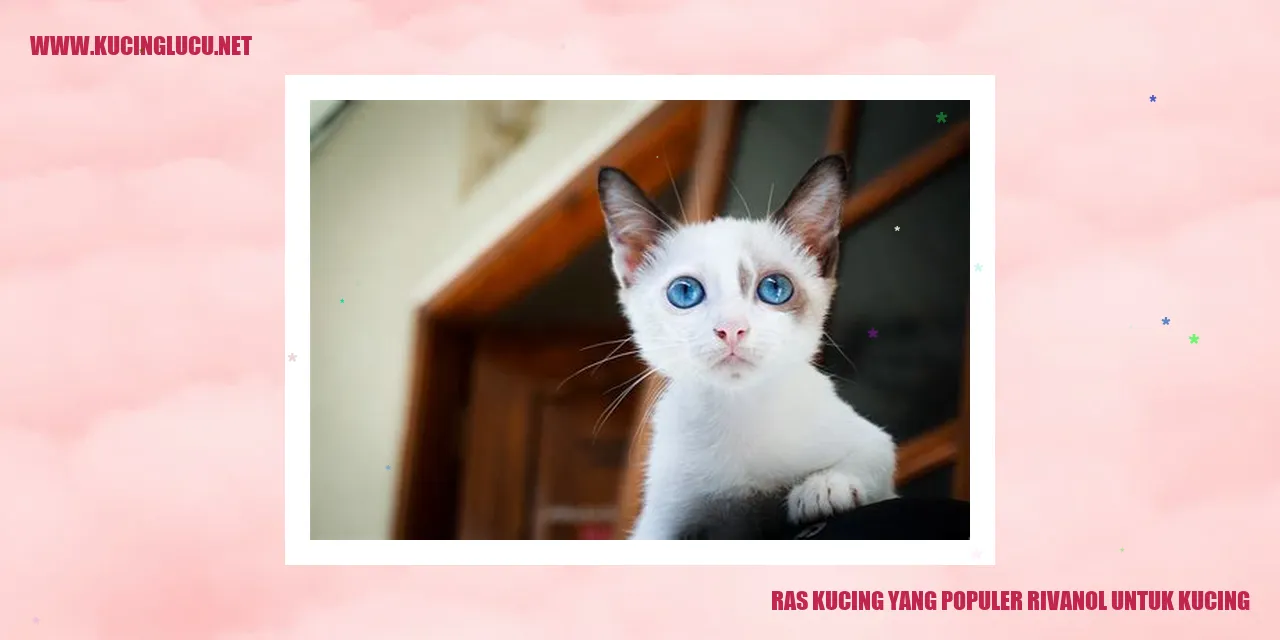 Ras Kucing yang Populer untuk Kucing