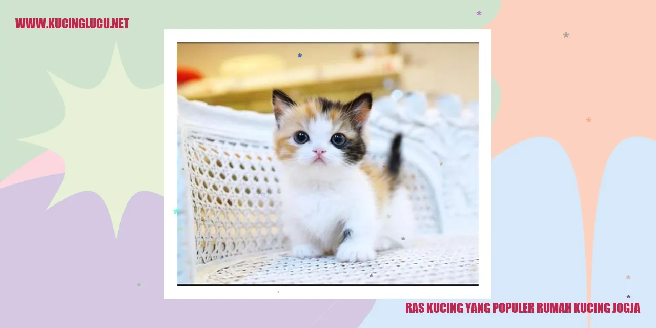 Ras Kucing yang Populer rumah kucing jogja