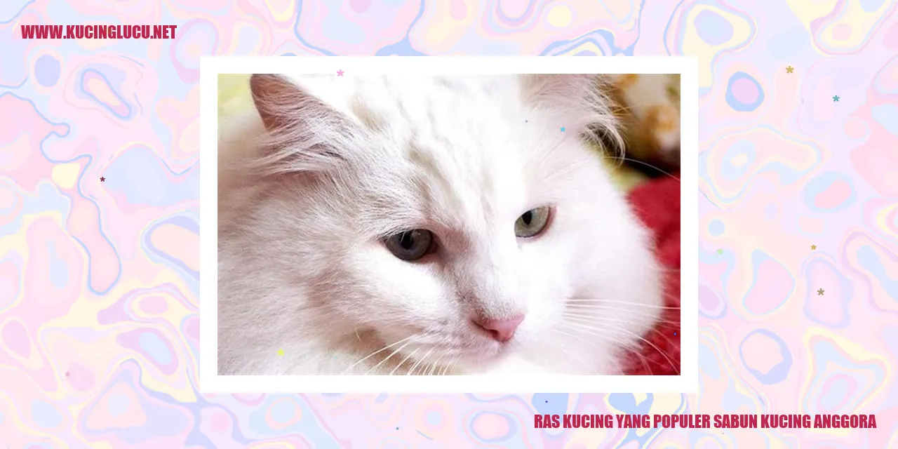 Foto Kucing Anggora