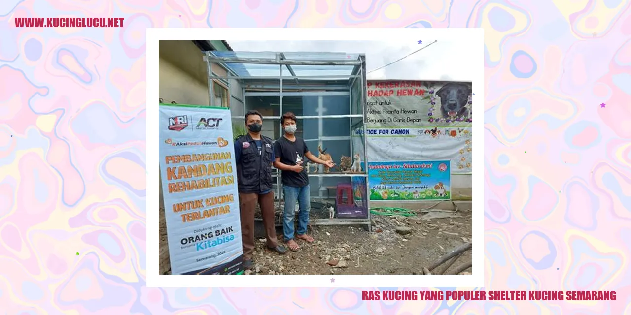 Ras Kucing Terkenal di Panti Asuhan Kucing Semarang