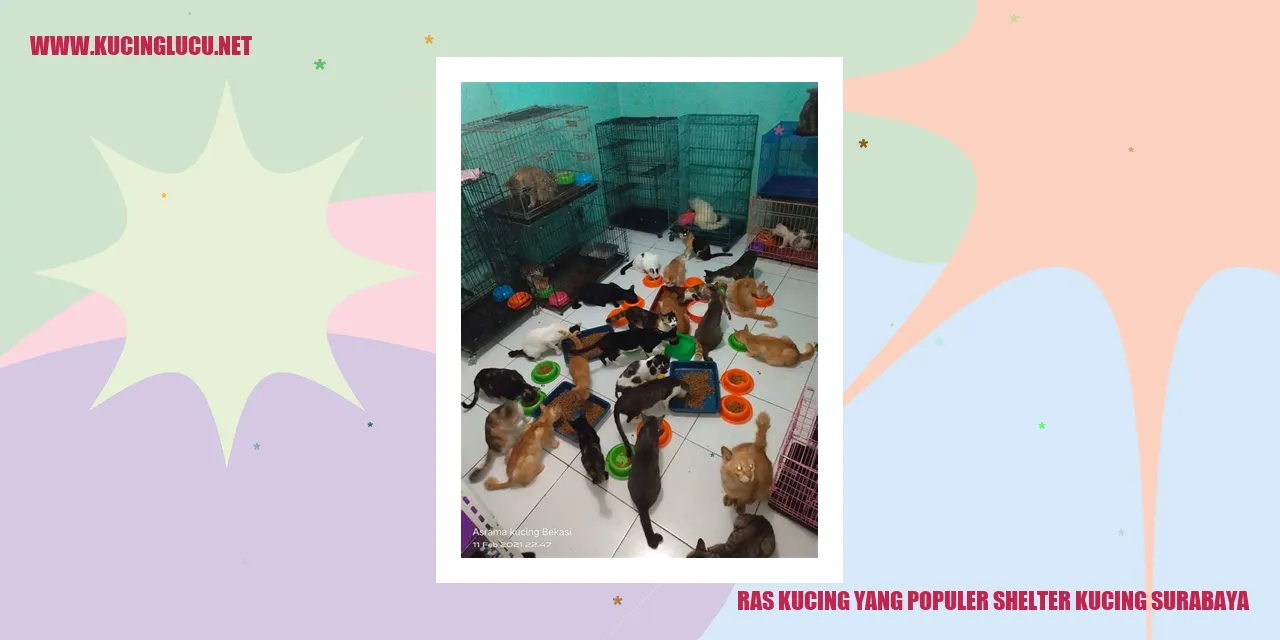 Ras Kucing yang Populer shelter kucing surabaya