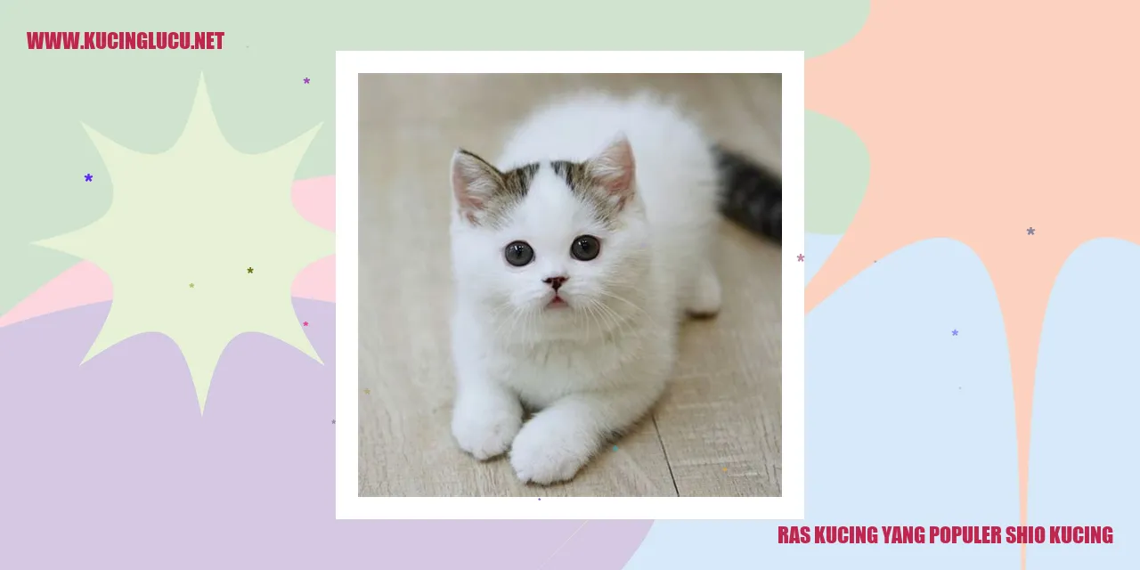 Ras Kucing yang Populer Shio Kucing