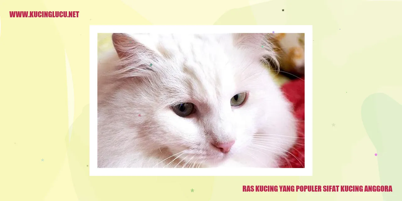 Gambar Kucing Anggora