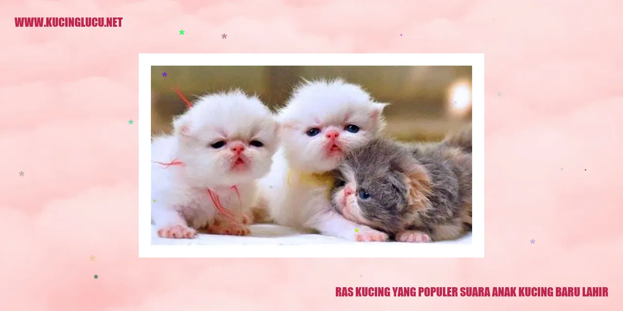 Ras Kucing yang Populer suara anak kucing baru lahir