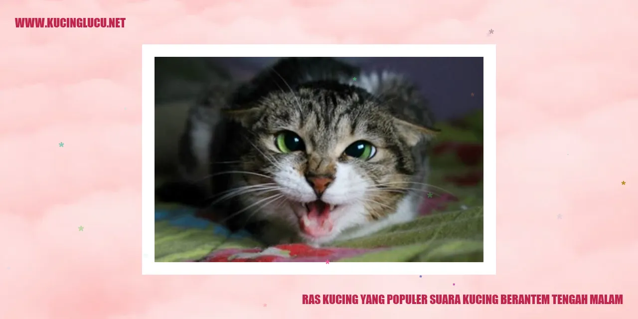 Kucing Populer