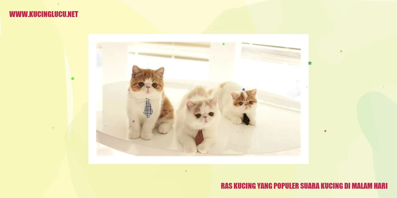 gambar kucing malam hari