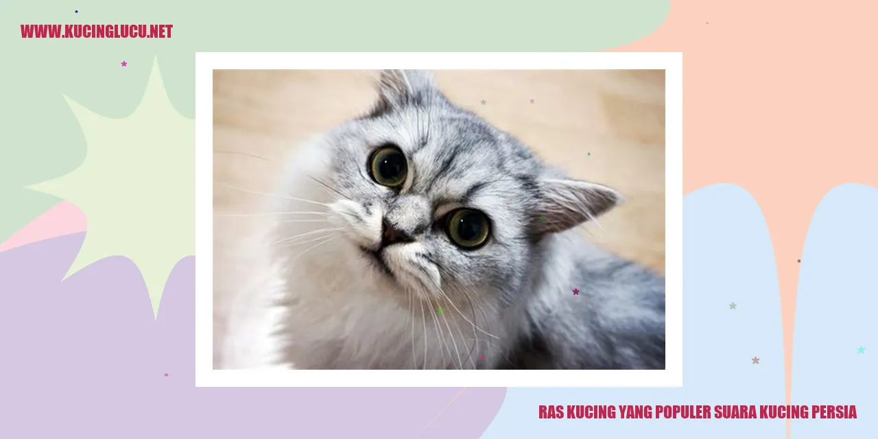 Kucing Persia