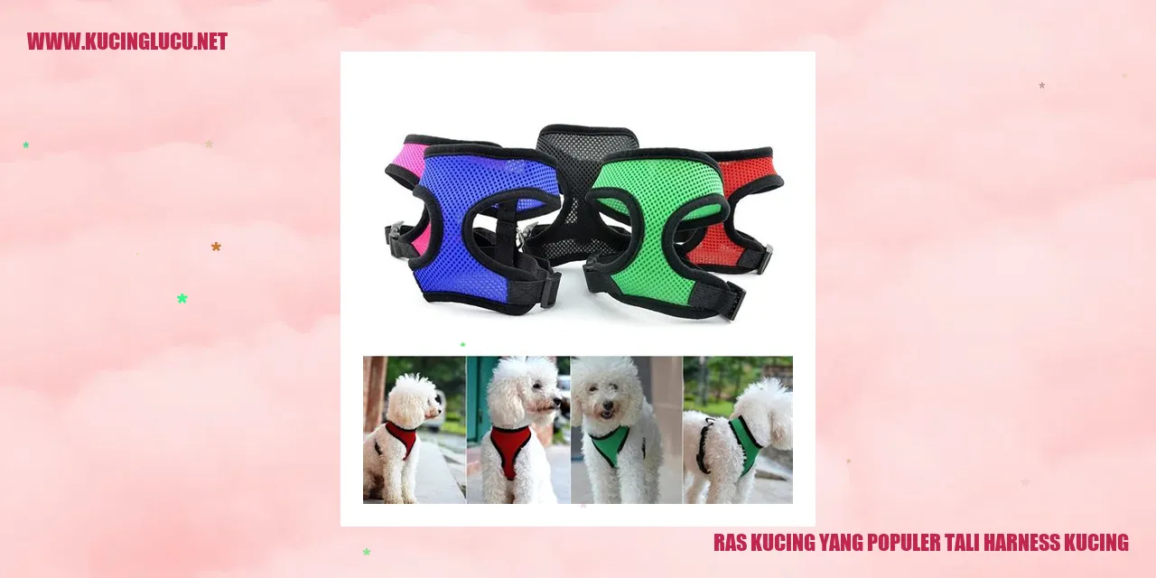Tali Harness Kucing untuk Ras Kucing yang Terkenal