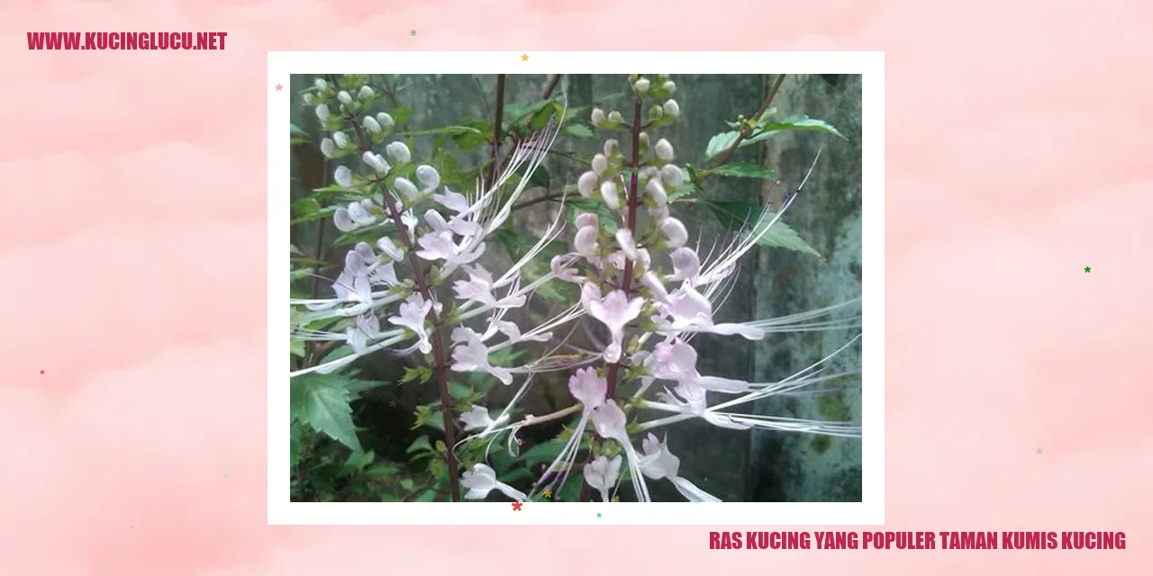 Ras Kucing yang Populer: Taman Kumis Kucing